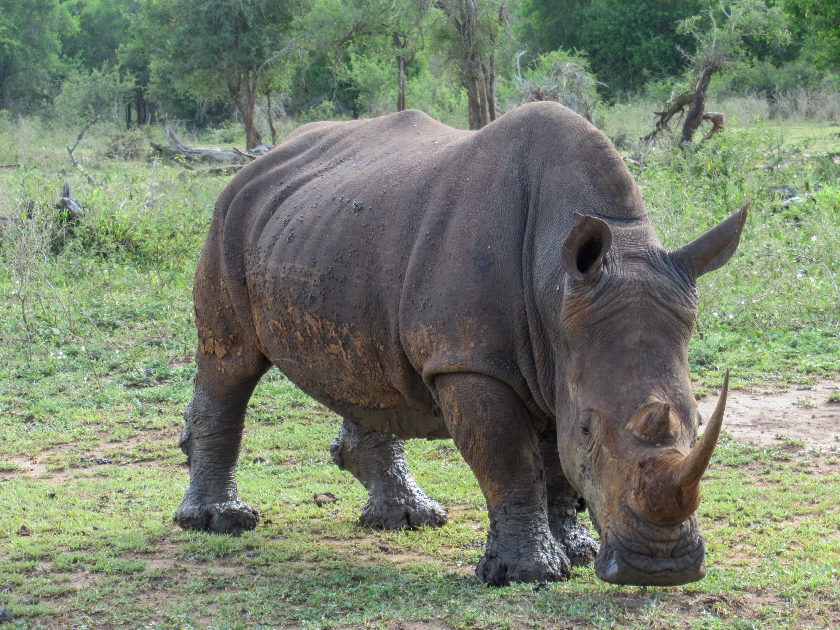 Umkhombe (White Rhino) at Hlane Royal National Park by Tamera